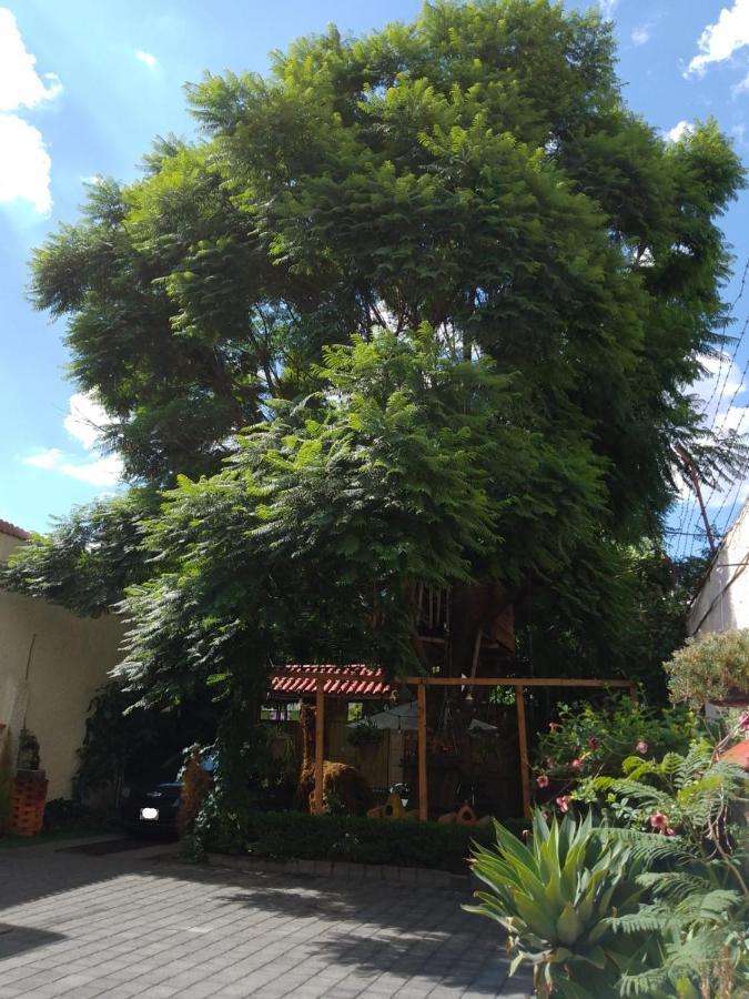 Casita Del Arbol Lägenhet Mexico City Exteriör bild